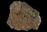2.3" Ankylosaur Scute - Alberta (Disposition #000028-29) - #132097-2